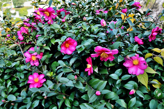 茶花 山茶花