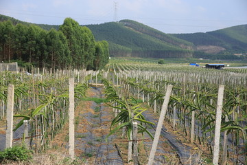 火龙果园