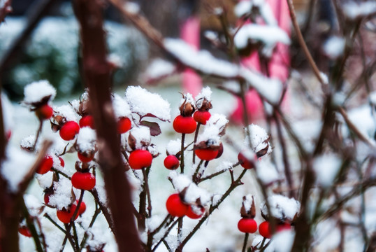 雪中红果