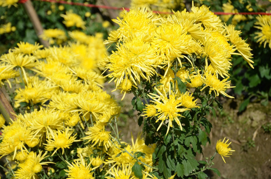 安徽临泉菊花地