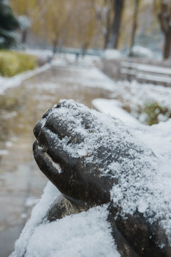 落雪佛手