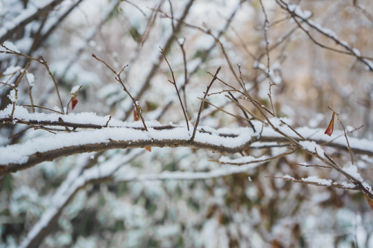 树上的雪