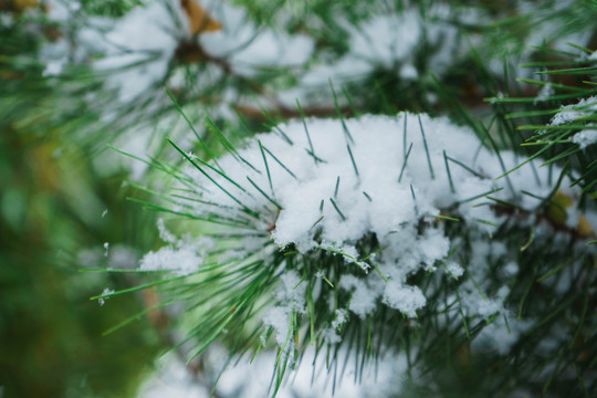 雪松