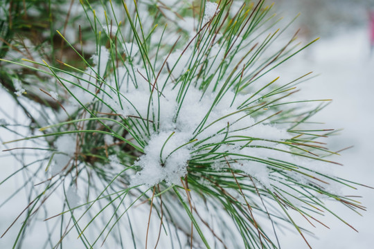 雪松