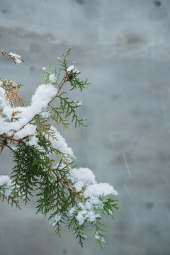 雪松