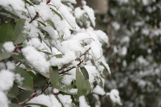 叶上落雪