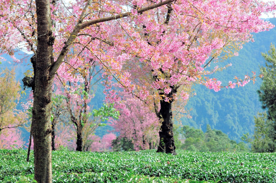 南涧 樱花谷