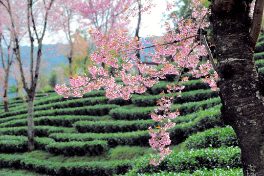 南涧 樱花谷