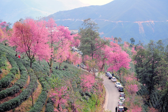 南涧 樱花谷