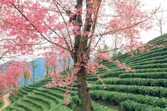 南涧 樱花谷