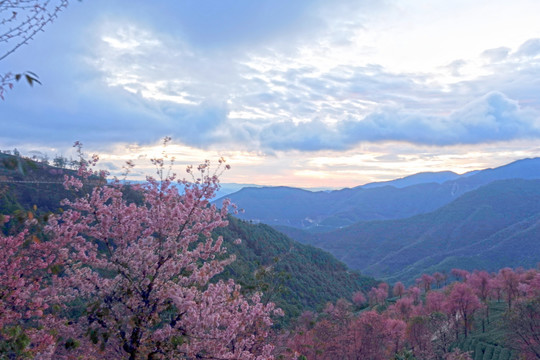 南涧 樱花谷