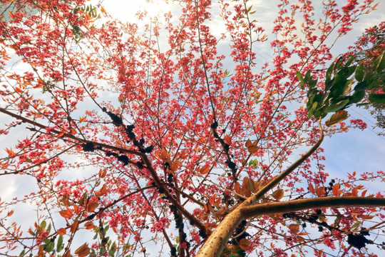 南涧 樱花谷