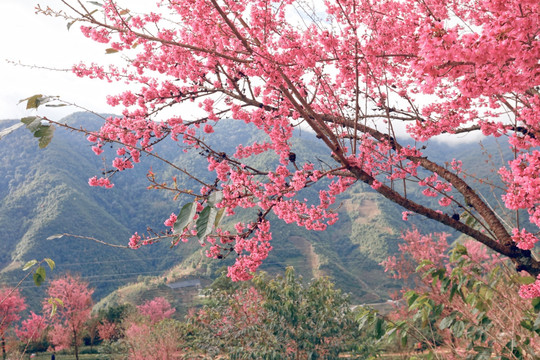 南涧 樱花谷