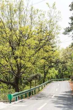 金牛山林间公路