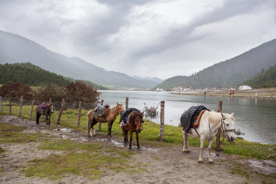 西藏风光草原山水马