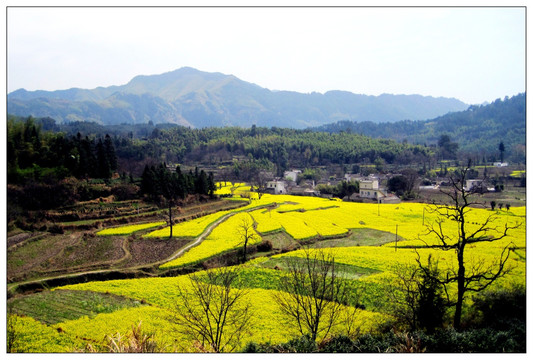 宏村 皖南 油菜花