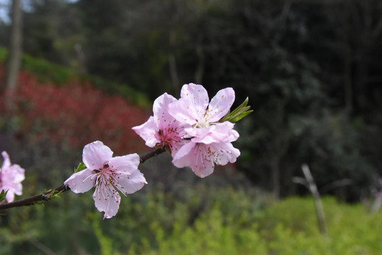 梅花