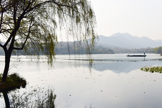 杭州西湖茅家埠 风景画