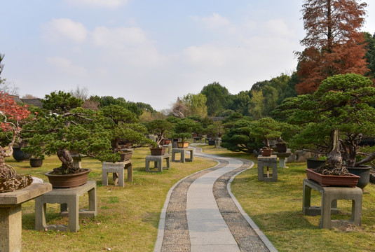 盆景 绿植 小路 园林绿化