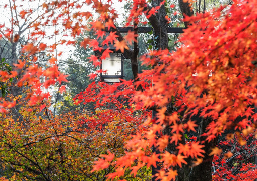 红叶红枫