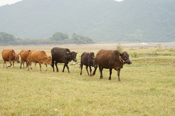 牛群 草原上的牛