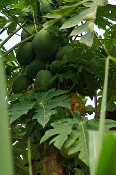 鸟啄食出孔的木瓜