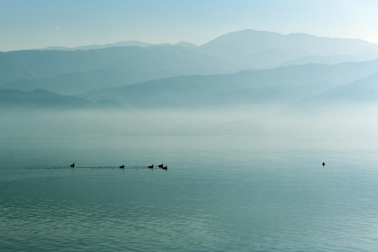 湖泊 晨雾 野鸭子