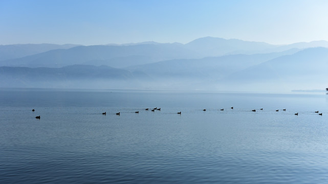 湖泊 晨雾 野鸭子