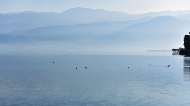 湖泊 晨雾 野鸭子