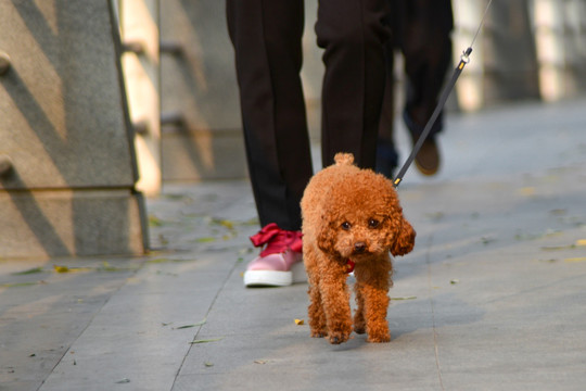 遛狗 泰迪犬 遛弯儿