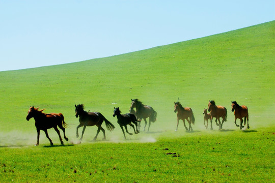 草原上奔跑的骏马