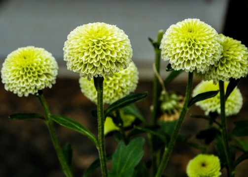 盆栽雏菊