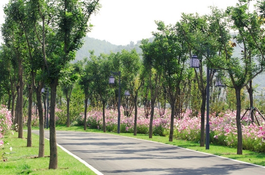 格桑花