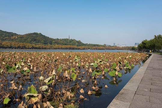 杭州西湖保俶塔