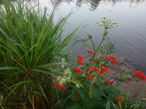 湖边花草