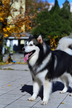 阿拉斯加雪橇犬