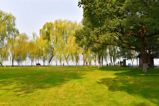 树木树林 西湖公园