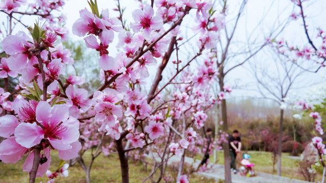 粉色桃花