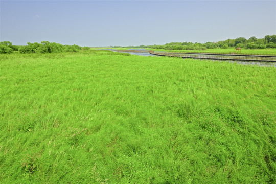 黑瞎子岛湿地绿草