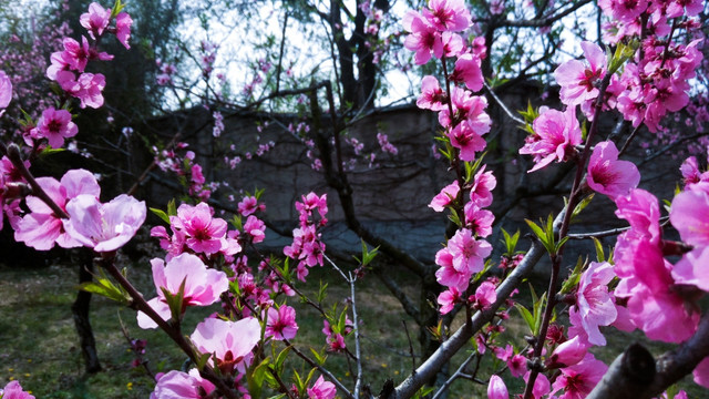 桃花 桃树