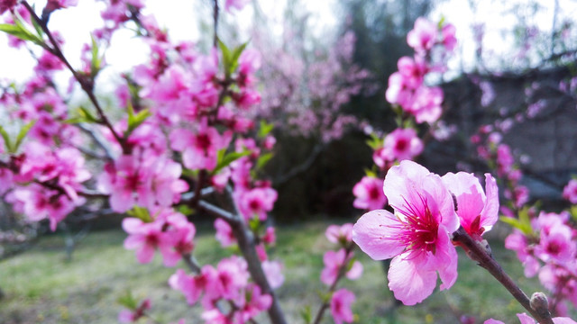 桃花