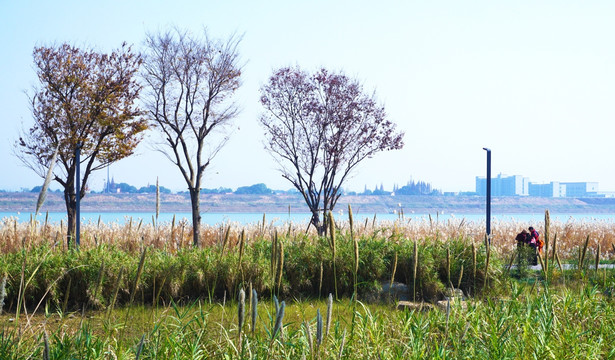 巴溪洲风景