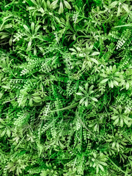植物 綠墻 植被墻 綠色植物墻