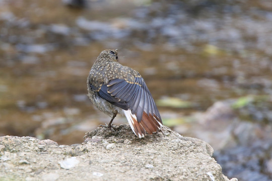 红尾水鸲 雌鸟 梳理翅膀