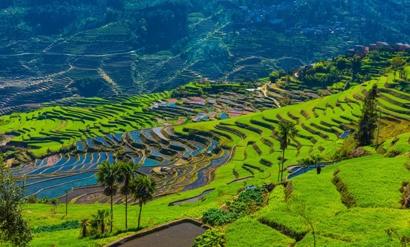 红河梯田