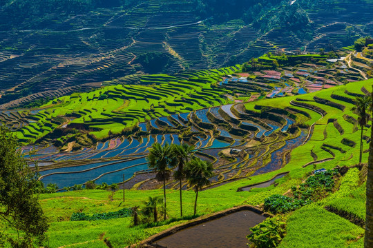 红河梯田