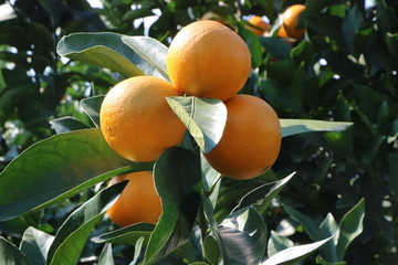 橙子树