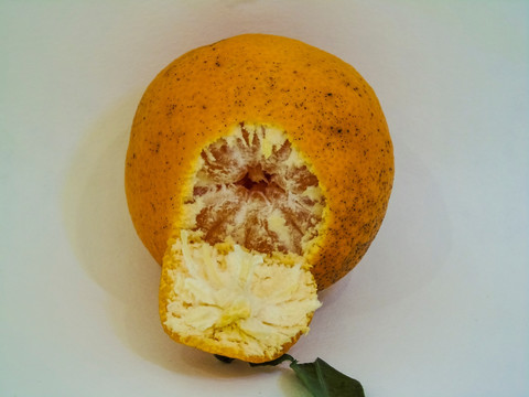 丑橘桔子时令水果摄影图