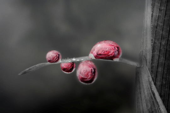 夢(mèng)幻玫瑰  無框