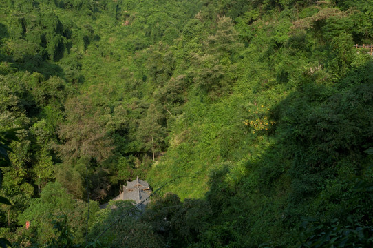 森林绿色风景